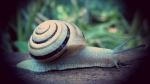 Snail
