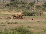 The Herd  