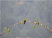 Lonly Bird 