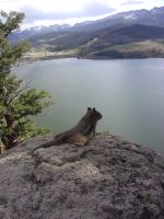 Chipmunk Enjoying View