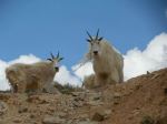 Colorado Mountain Goats
