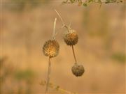 Broken Bokeh