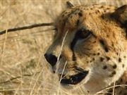 The Cheetah Through The Grass