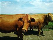 Farm Life