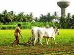 Farming
