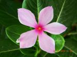 Pinky