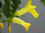 Yellow Flower