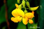 A Beautiful Floret