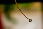 Dew Drop
