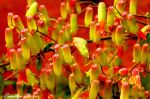Interesting Colours