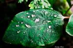 Raindrops On A Leaf