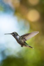 Backyard Hummingbird