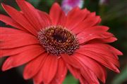 Gerbera Red