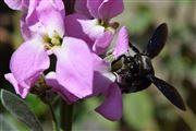 Hungry Beetle