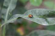 Ladybird Neighbours 