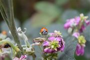 Ladybird Neighbours 