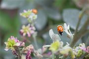Ladybird Neighbours 