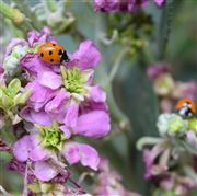 Ladybird Neighbours 