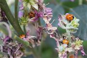 Ladybird Neighbours 