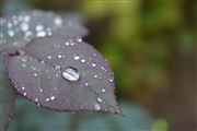 Rain Droplets