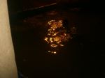Gold Reflections