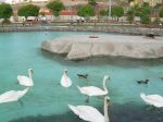 Majestic Swans