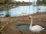 Beautiful Swan
