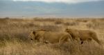Lions On The Hunt
