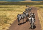 Zebra Traffic Jam In The Ngorongoro Crater