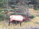 Elk