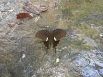 The Flying Tusker