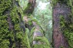 Deep Forest