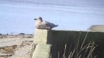 Bird On The Wall