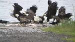 Eagles And Ravens Feast