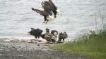 Eagles And Ravens Feast