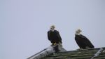 Eagles On A Roof