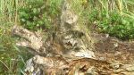 Haida Magic