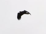 Raven In His Domain
