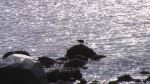 Raven On The Rocks