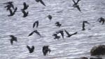 Ravens In Flight
