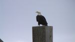 The Watcher