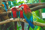 The Macaws