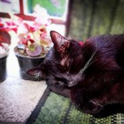 Mid-Afternoon Nap
