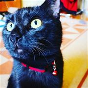 Oreo - The Cat
