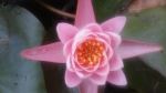 Lily Pad