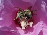 Pollinater