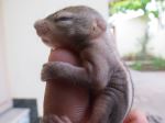 New Born Squirrel