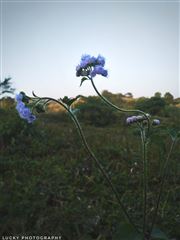 Flowers Don’t Tell, They Show 