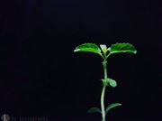 There Always Hope For The Biggest Brightest, Fut