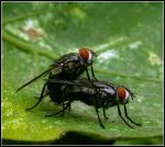Housefly Couple